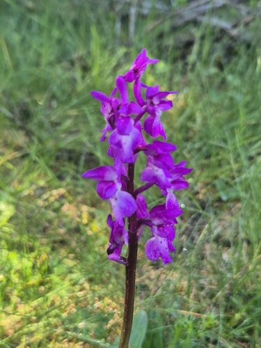 Early purple orchid